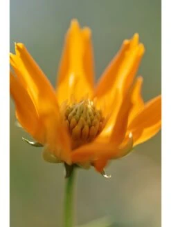 Sigma 105mm F/2.8 EX Macro DG HSM Optical Stabilised Lens Canon Fit -Digital Station LUYYC SQ4 0000000088 NO COLOR SLd2