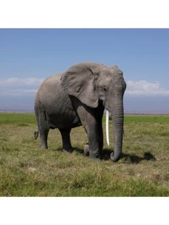 Sony SEL70350G.SYX E-mount APS-C 5x Super-Telephoto Zoom G Lens -Digital Station PMRLC SQ5 0000000004 BLACK SLd1