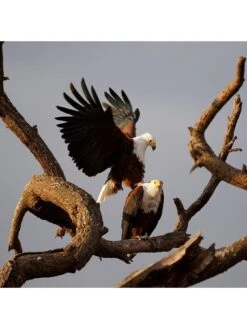 Sony SEL70350G.SYX E-mount APS-C 5x Super-Telephoto Zoom G Lens -Digital Station PMRLC SQ7 0000000004 BLACK SLd3