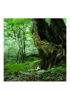 Sony SEL2470Z E Mount - Full Frame Vario T 24-70 Mm F4.0 Zeiss Zoom Lens -Digital Station PNDQM SQ3 0000000004 BLACK SLa