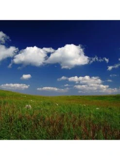 Sony SEL2470Z E Mount - Full Frame Vario T 24-70 Mm F4.0 Zeiss Zoom Lens -Digital Station PNDQM SQ4 0000000004 BLACK SLd