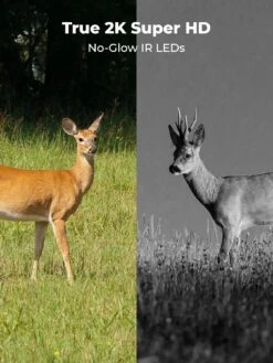 Reolink Reolink/Keen RANGER 2K 4G PT Battery & Solar Kit +64GB SD CARD +SIM -Digital Station VOOJI SQ4 0000000013 WHITE SLd