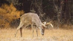 Reolink Reolink/Keen RANGER 2K 4G PT Battery & Solar Kit +64GB SD CARD +SIM -Digital Station VOOJI SQ8 0000000013 WHITE DVvL